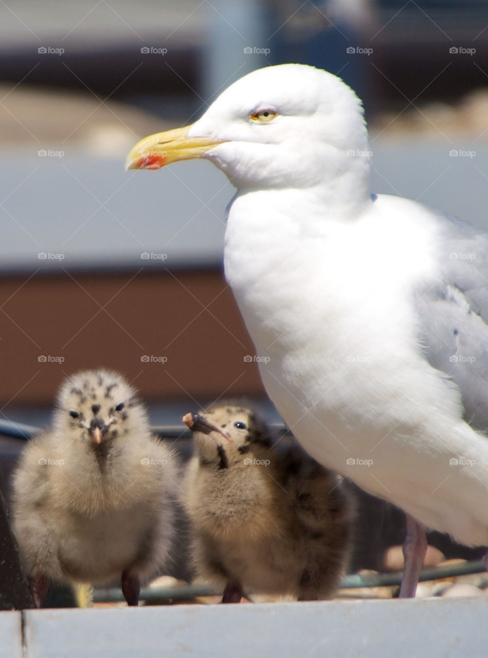 Cute seagull babies