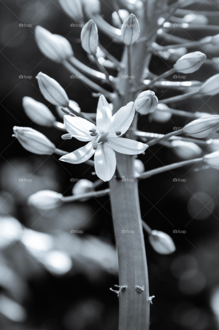 Soft light hitting the petals 