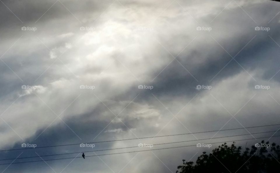 bird on a wire