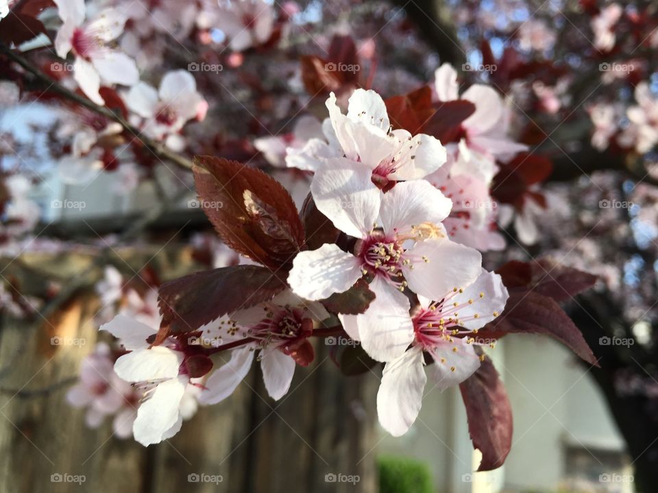 Spring Blooming 