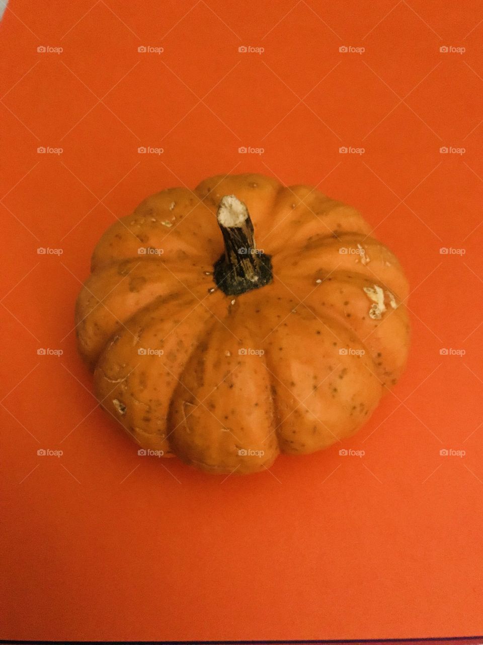 Minimalism Pumpkin everything and spices autumn colors 