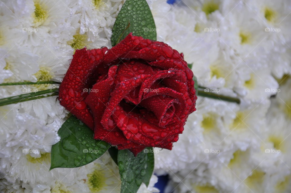 Red rose with white Daisy's....