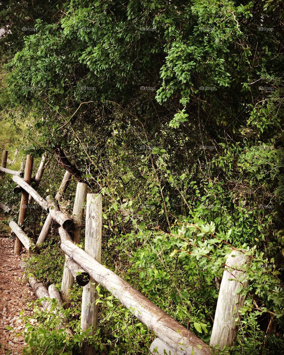 Fence in Wilderness 