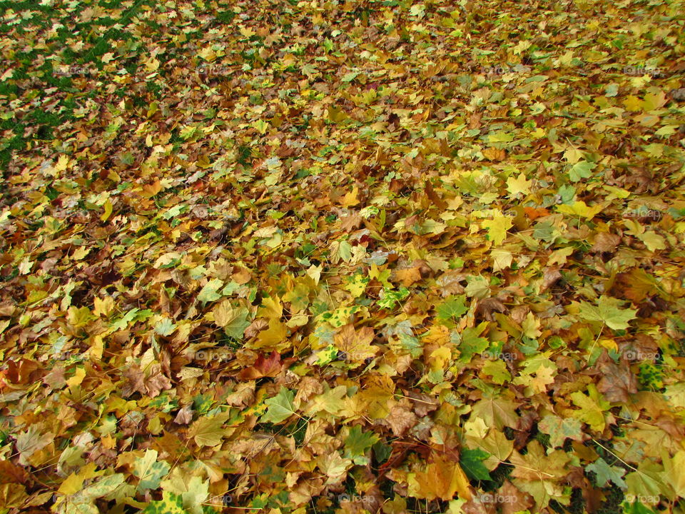 a deep layer of fallen maple leaves