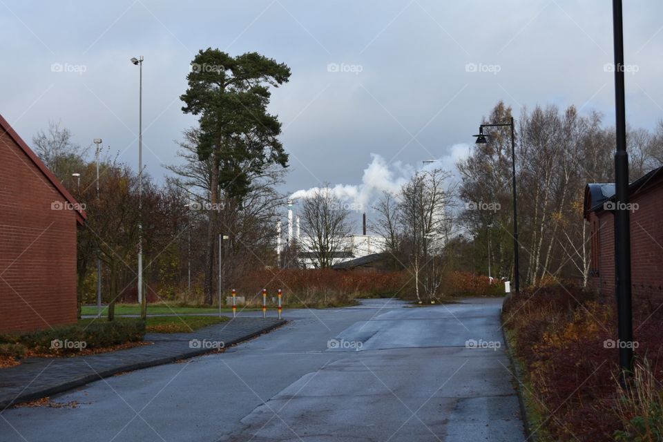 Tree, Road, No Person, Landscape, Street