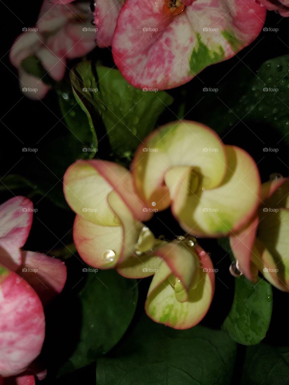 exotic flowers in a rainy night