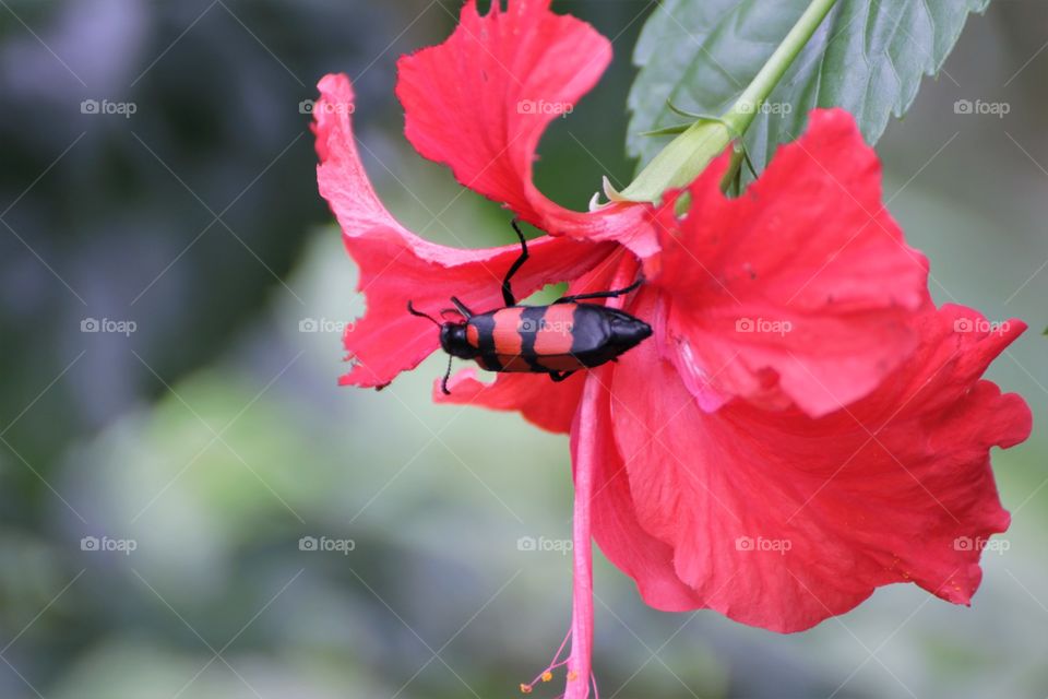 insect on hibiscus