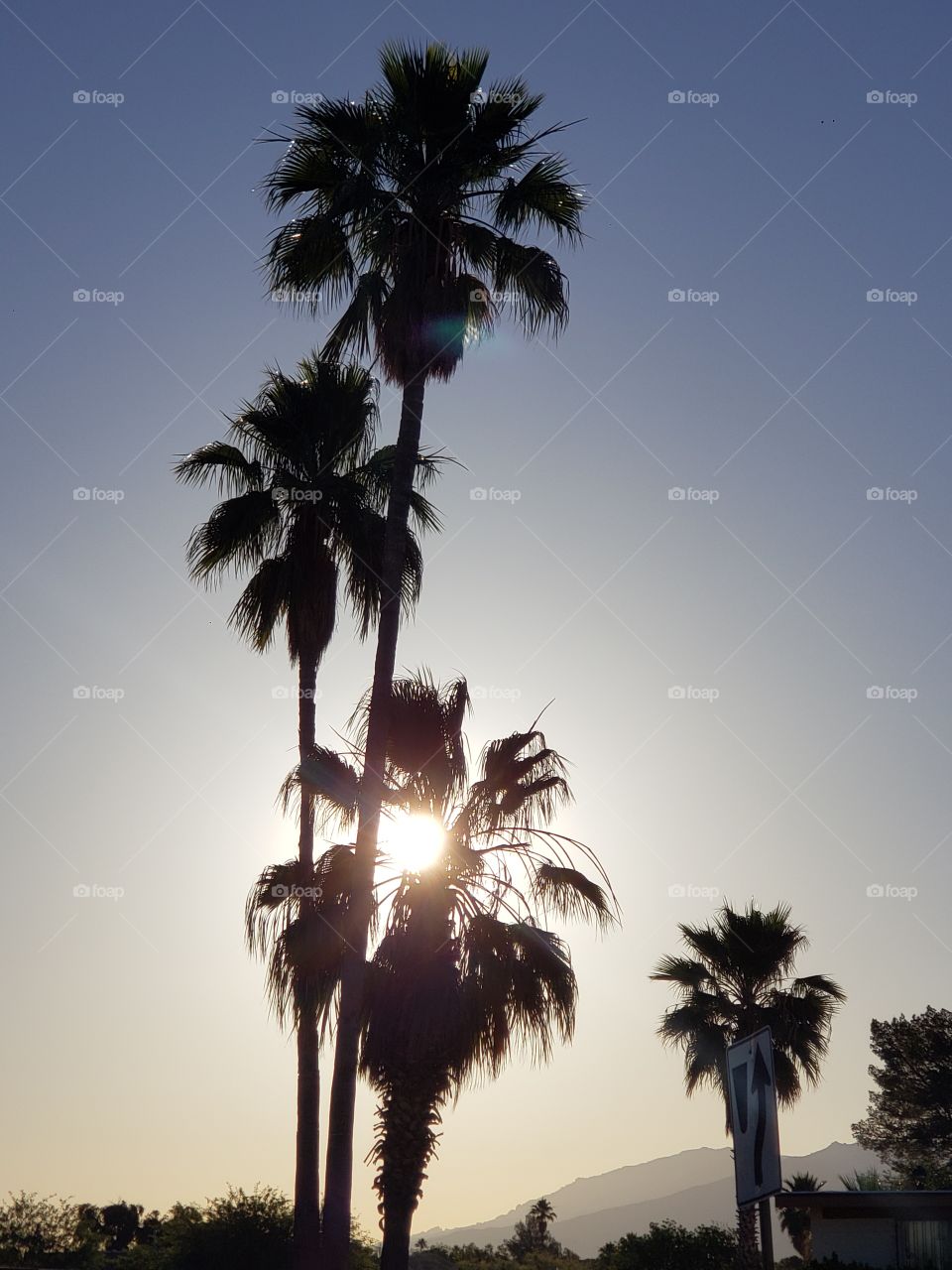 sun through the palm trees