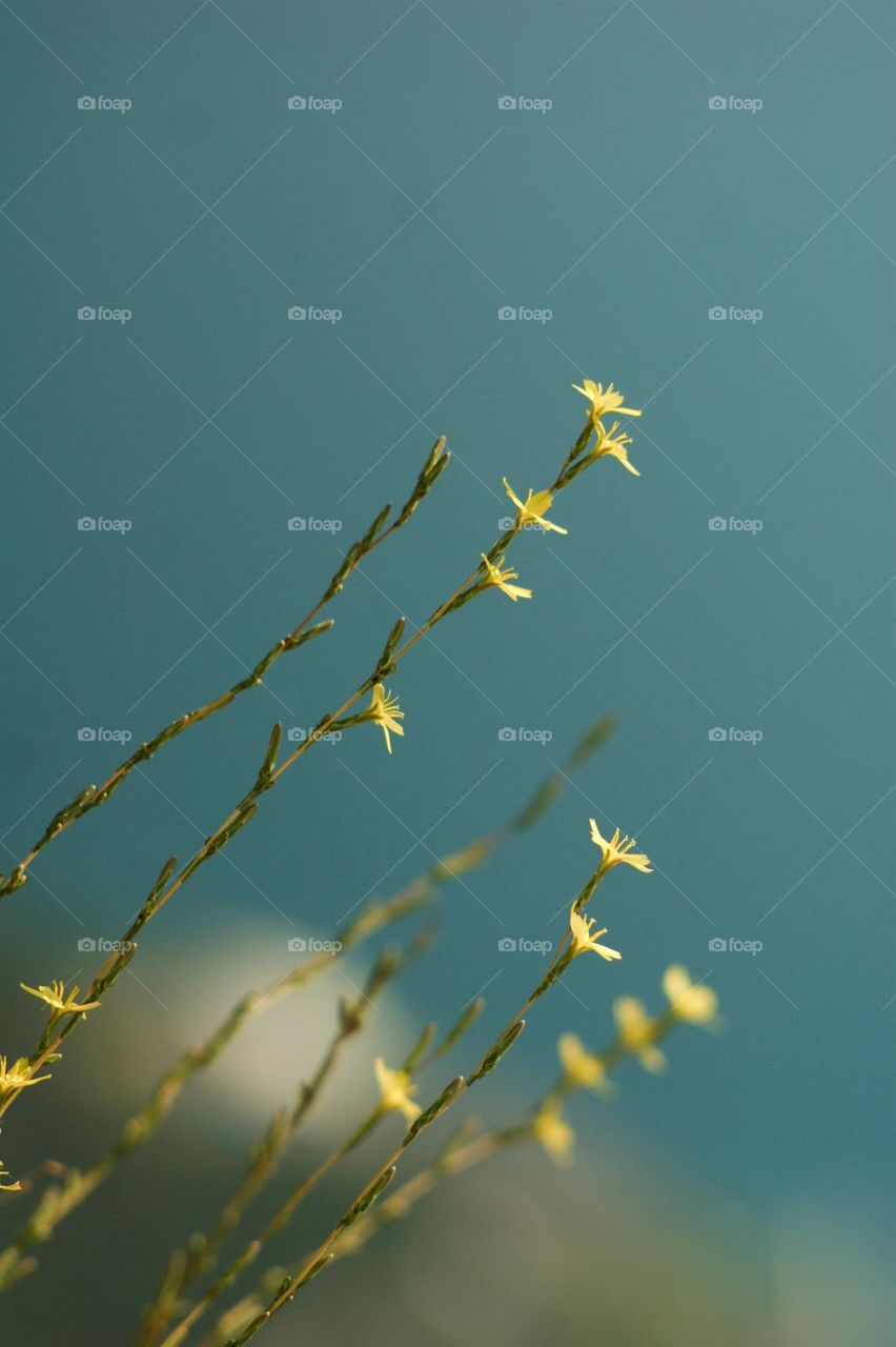 Long grass stretches to the sky, with yellow flowers blooming on each stalk.