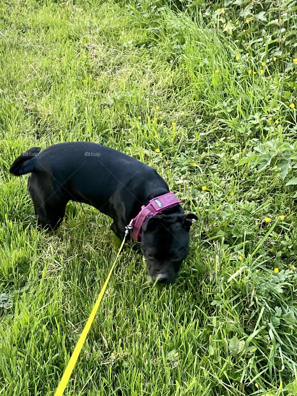 Bella the Staffie 🐶