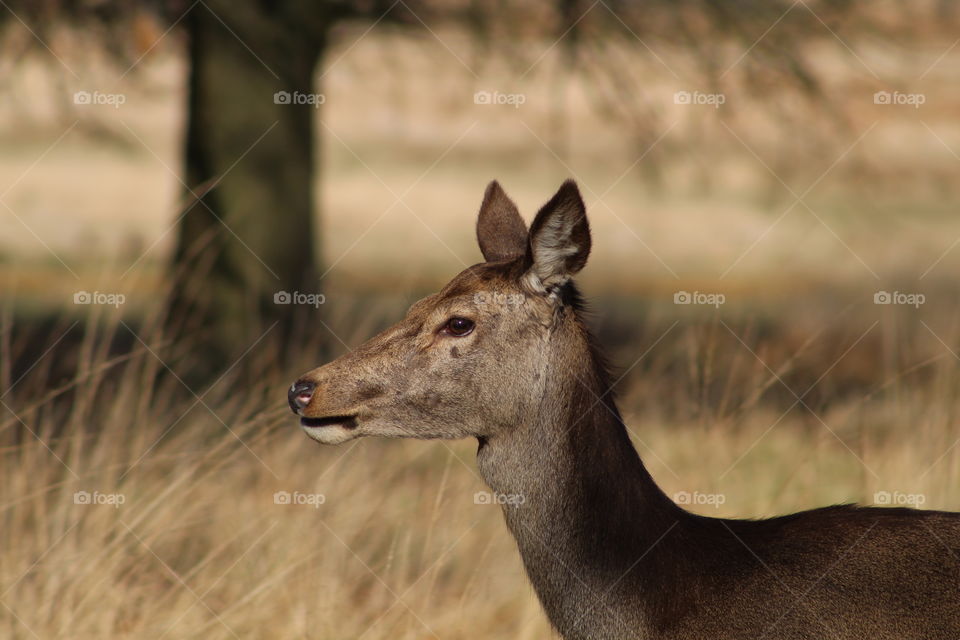 Deer in Richmond park