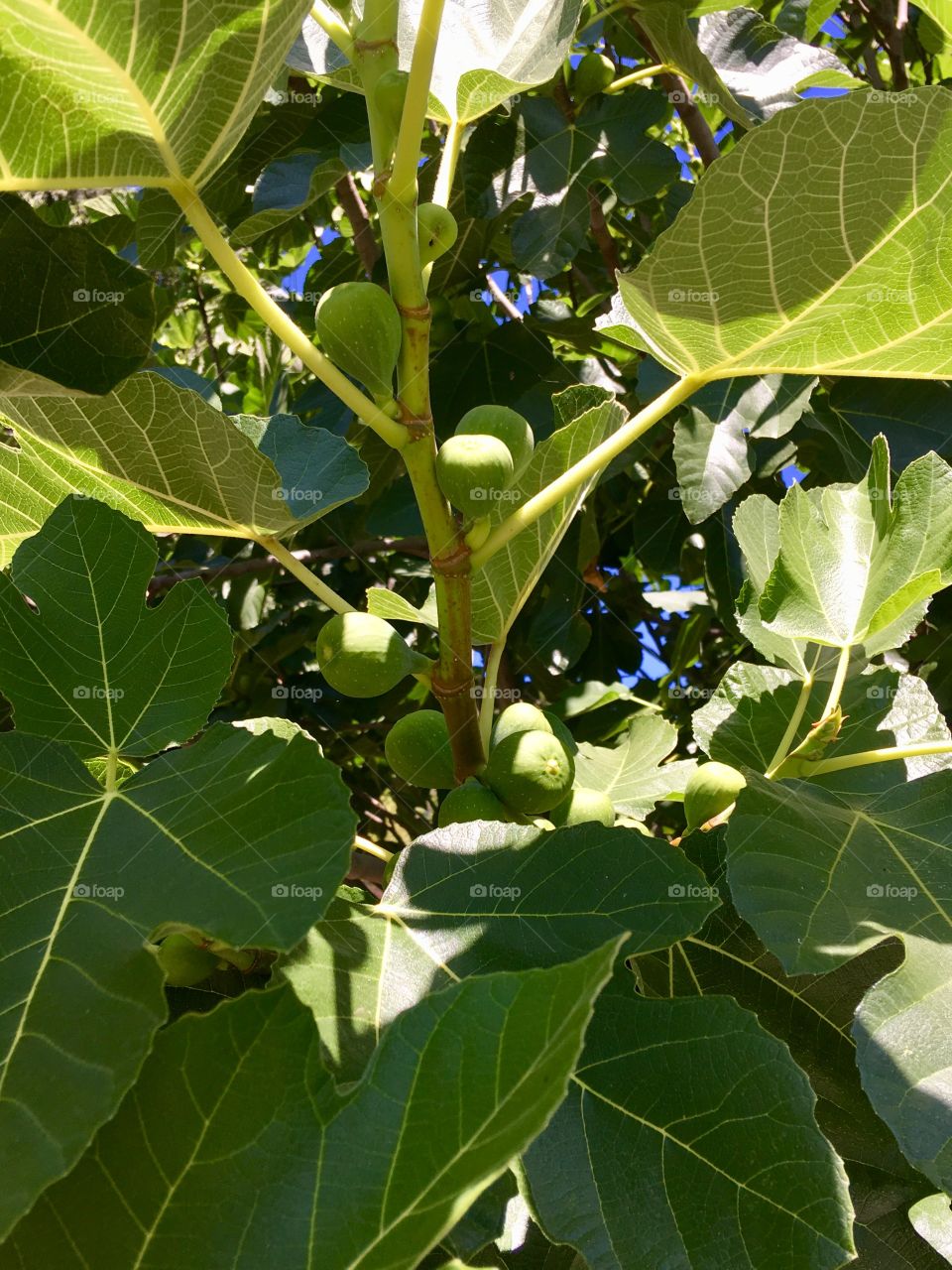 Fruit, Fig, Fig tree 