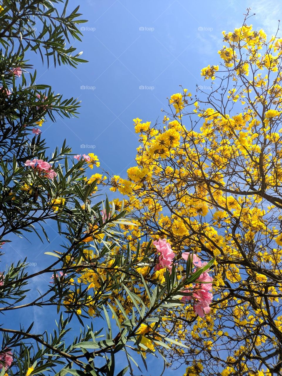 A underside view of the flowers.
