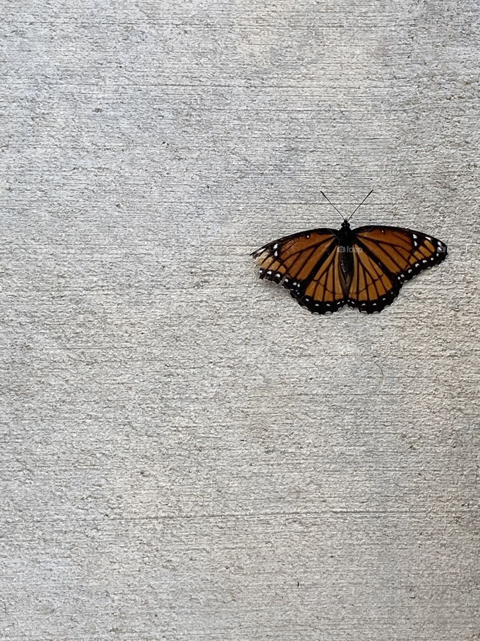 Beautiful orange black butterfly on cement