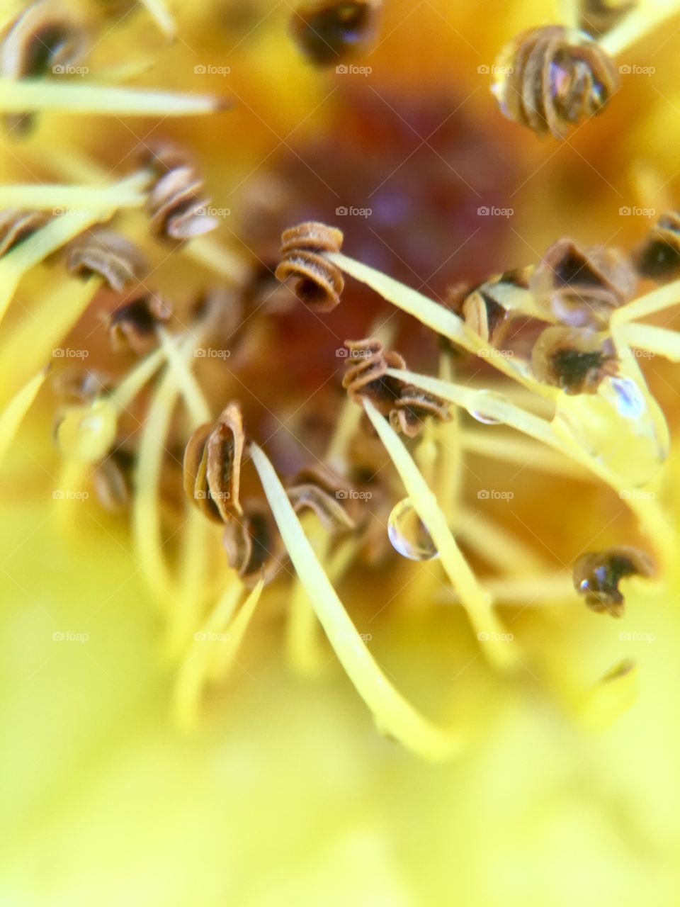 Macro view of flower 