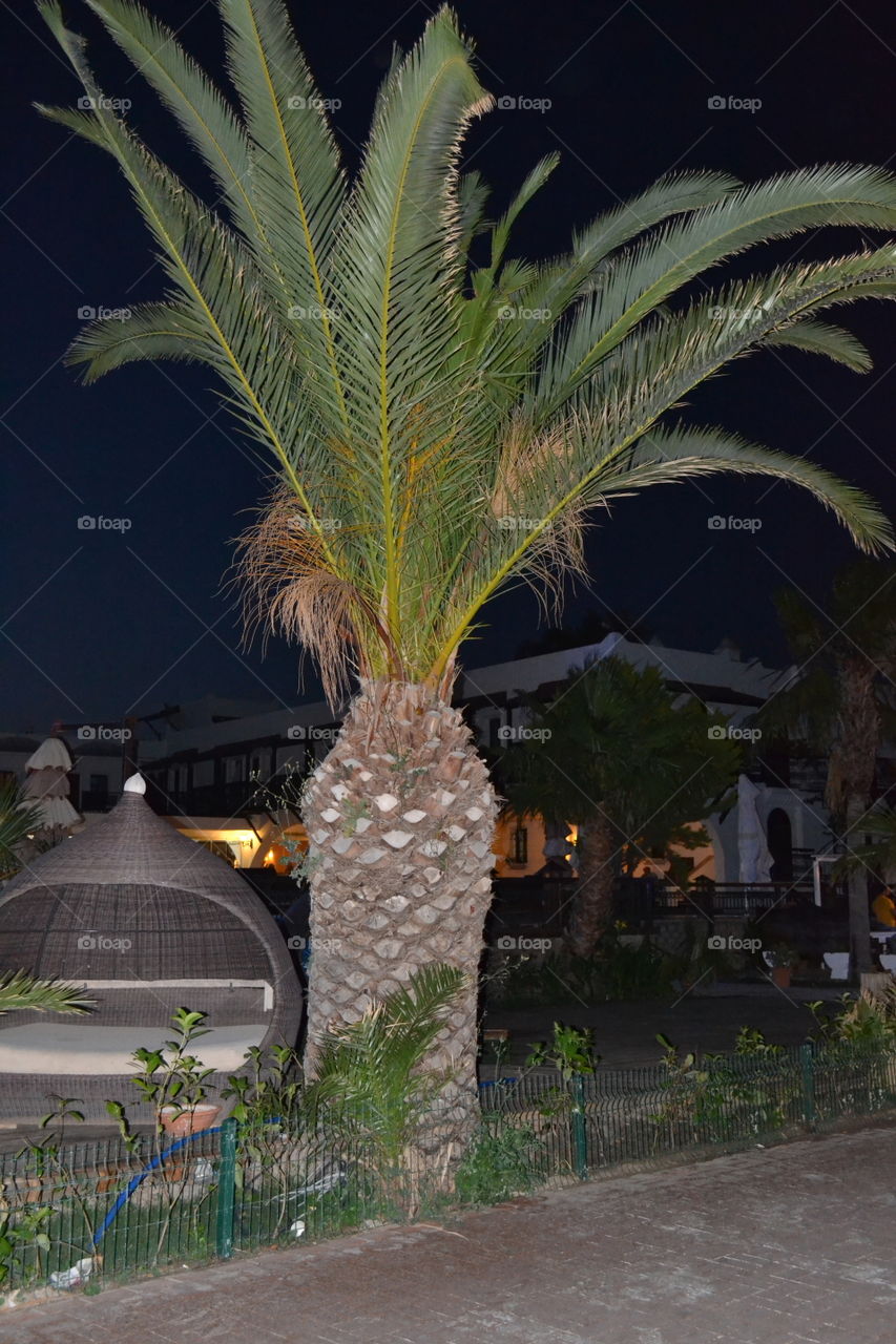 palmtree at night