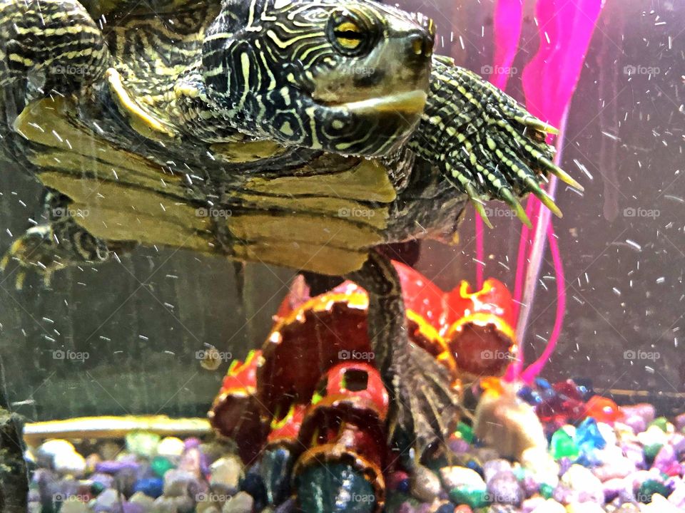 Pet Turtle beside mini castle