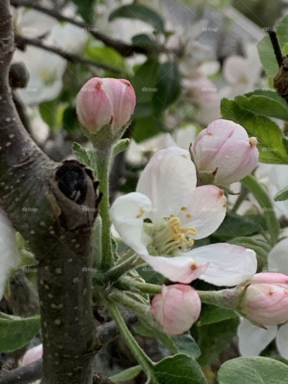 Flowers apple tree