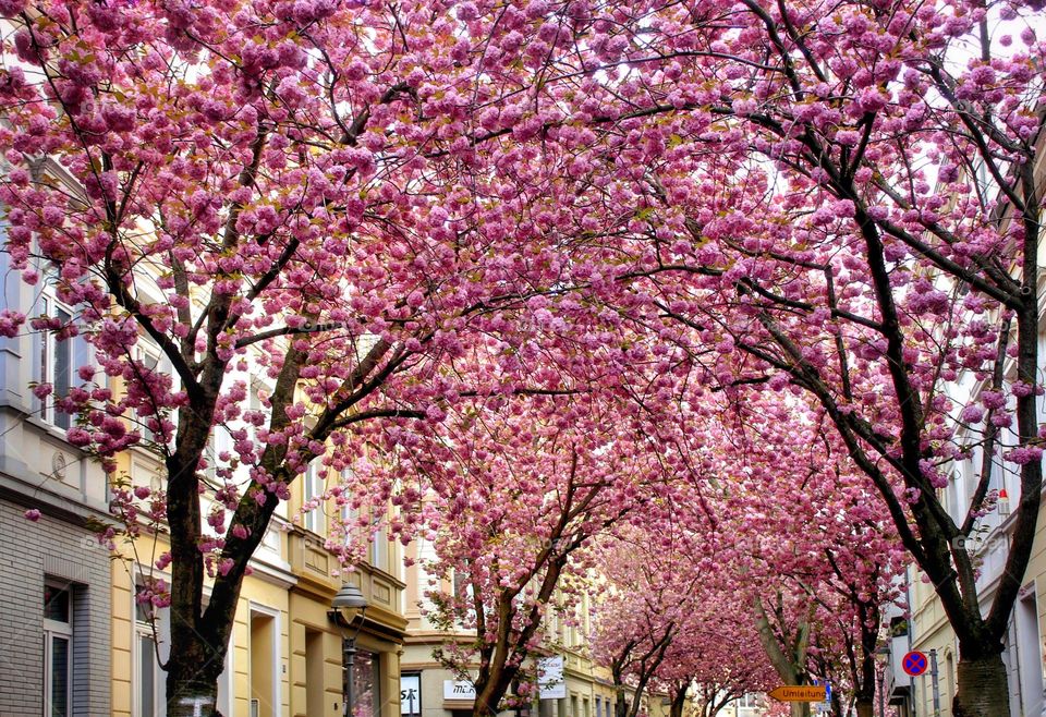 Wonderful sakura blossom street in Bonn