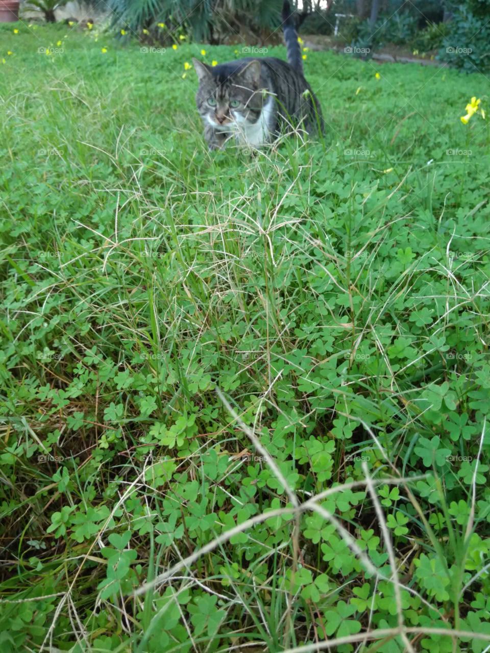 Cat, grass,garden,nature