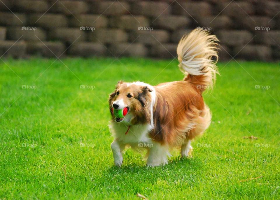 dog playing fetch in lawn