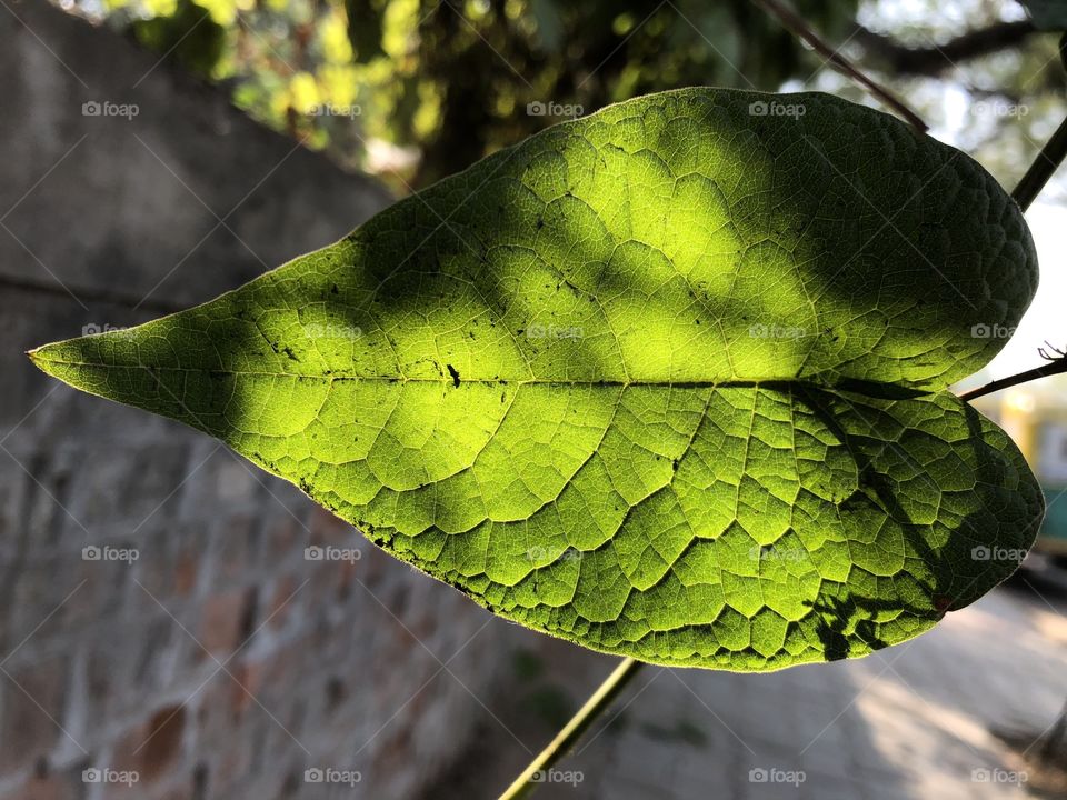 Veins of leaf