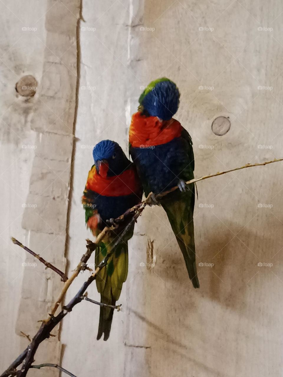 parrots