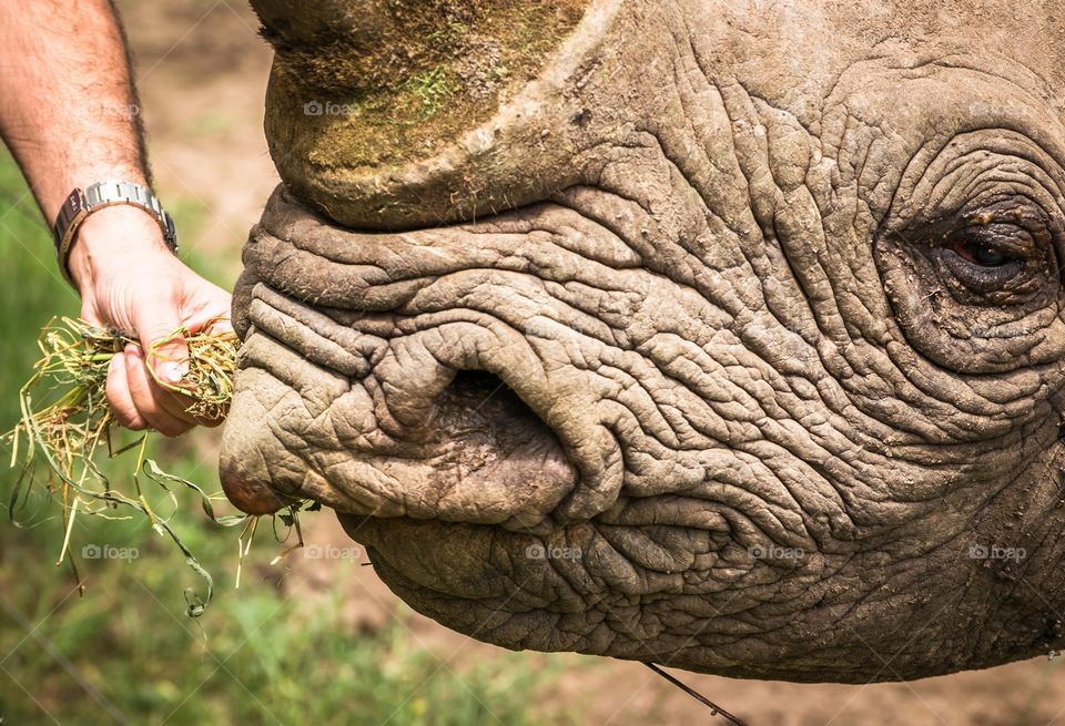 Feeding a rhino