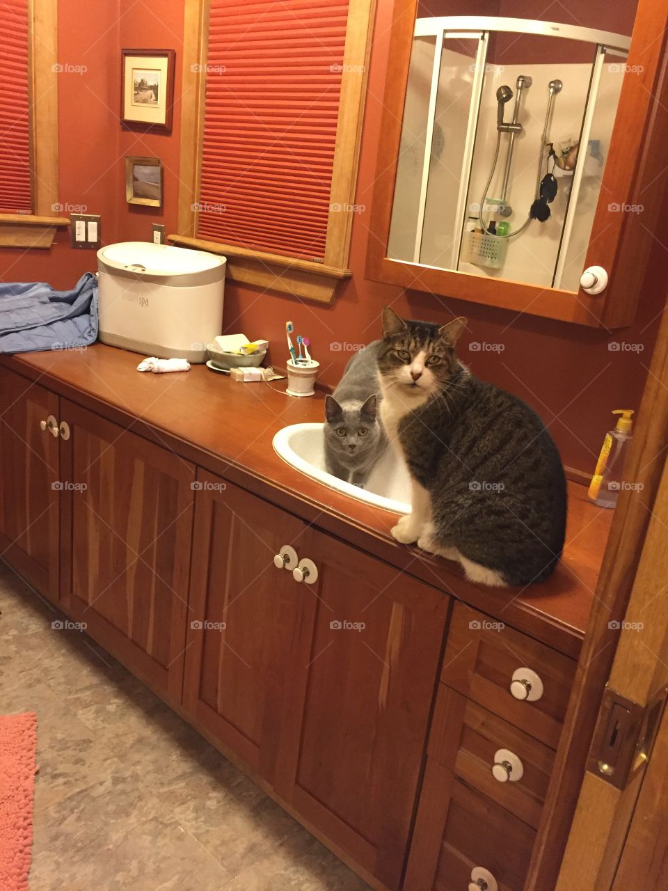 Cats in sink