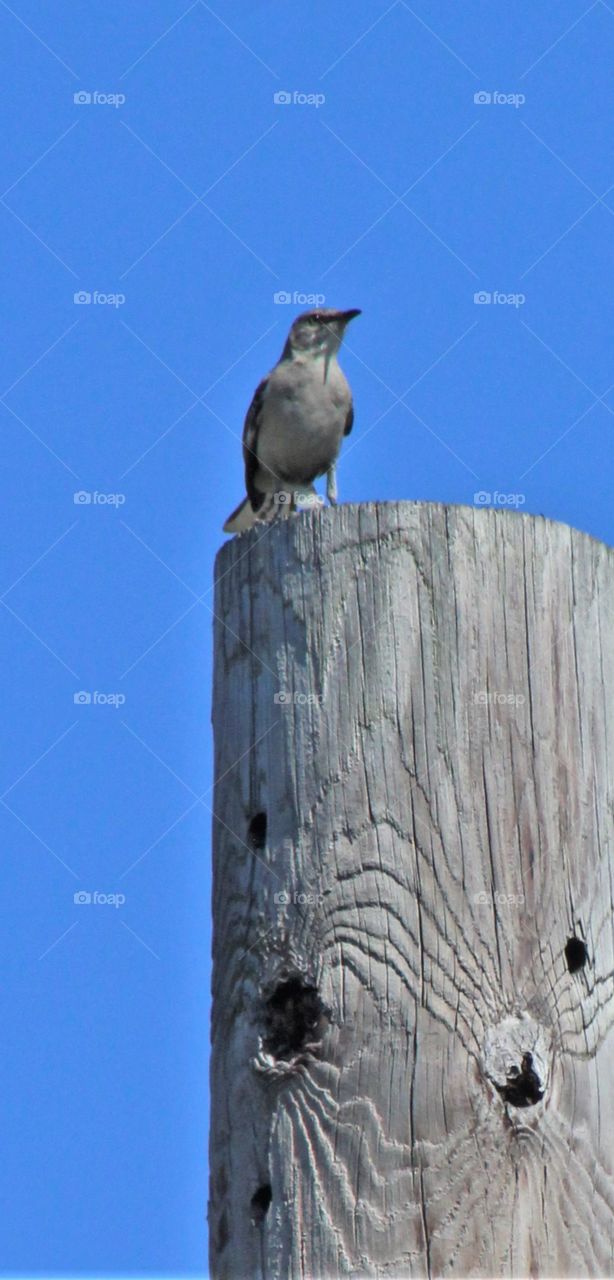 Young Northern mockingbird atop telephone pole with blue sky in background (June) 