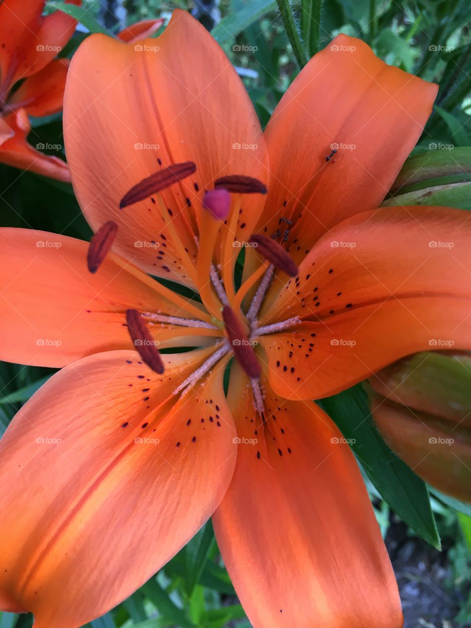 Orange lily