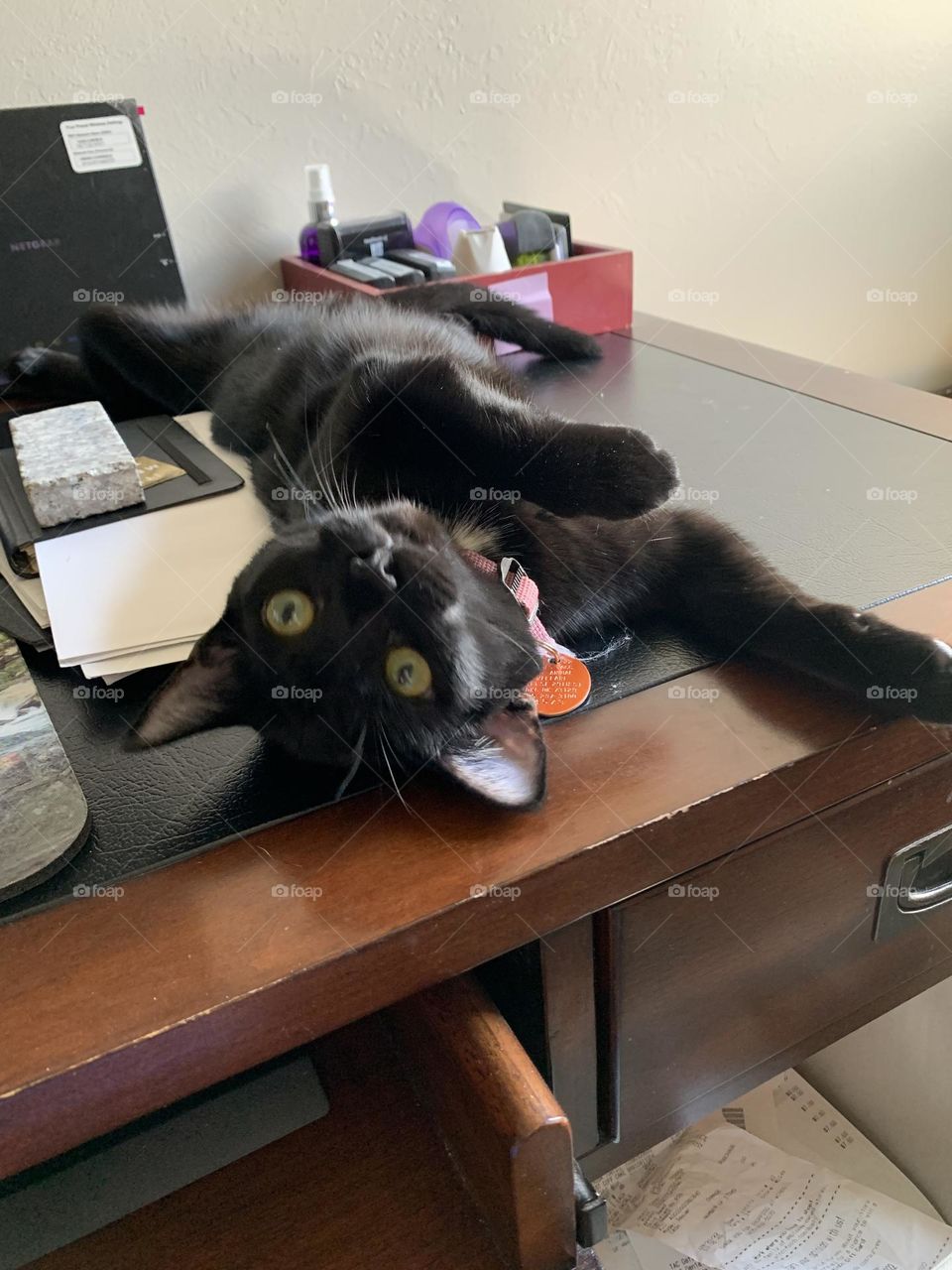 Black cat stretches 