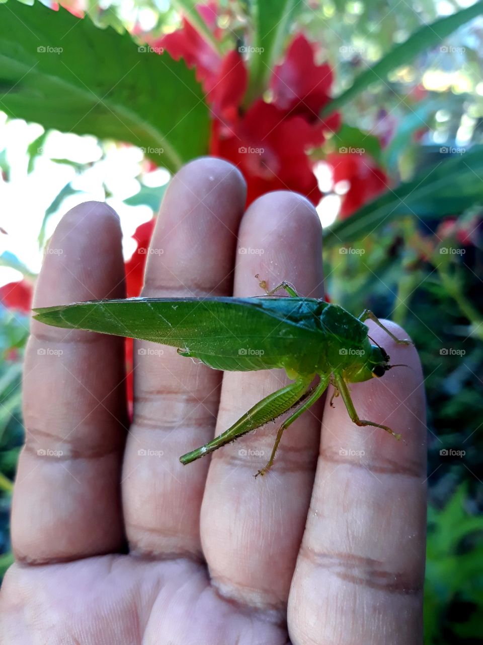 Grasshopper in my hand.