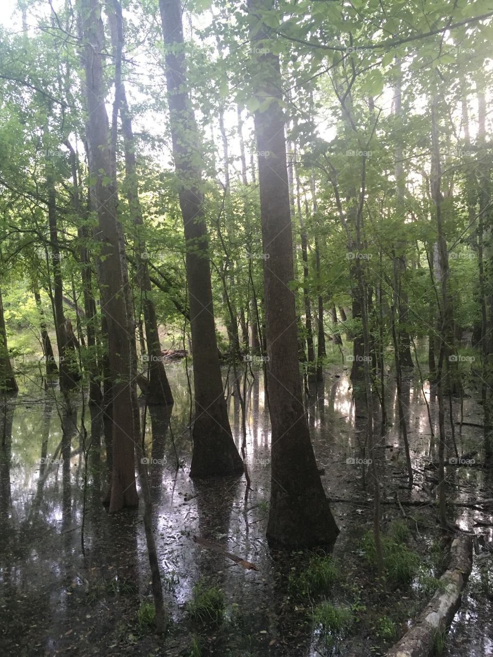 Swamp Tupelo 