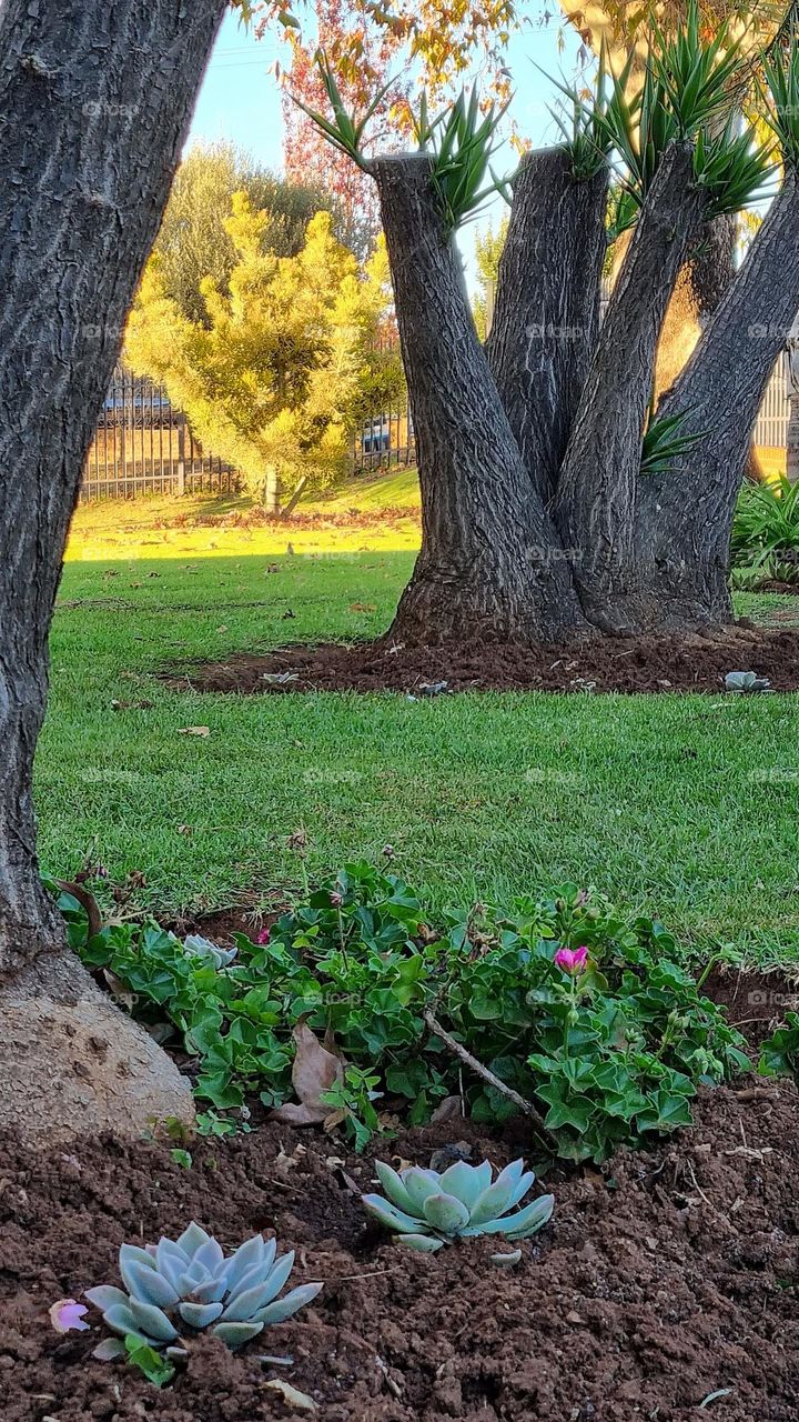 plants and trees in a urban setting