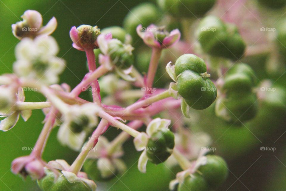 Wild flower pink green bloom blossoming springtime