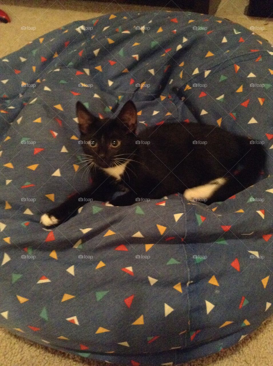 Meow, Onix just loves relaxing on this colorful beanbag chair