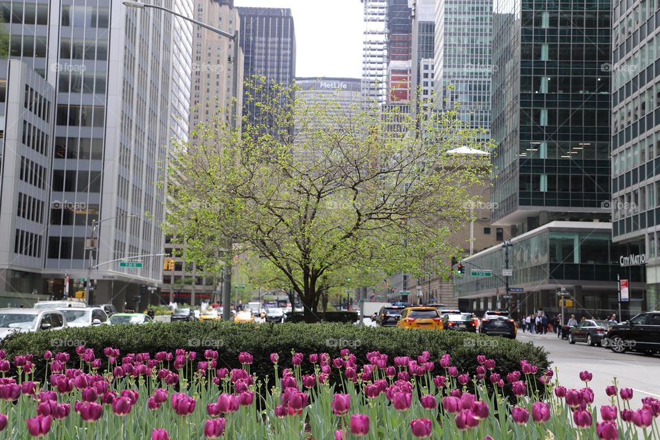 Tree and flowers on the street