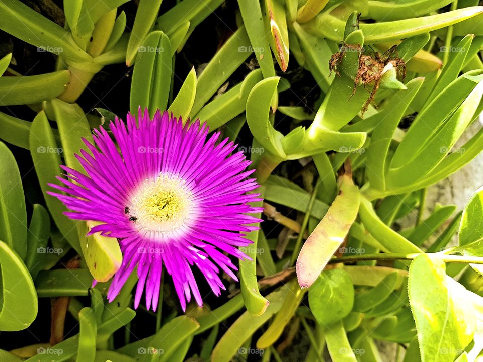 beautiful flowers and summer time, botanic garden