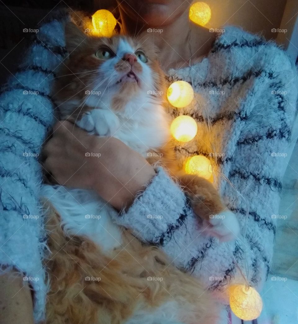 selfie girl with cat pet lovely and light Christmas