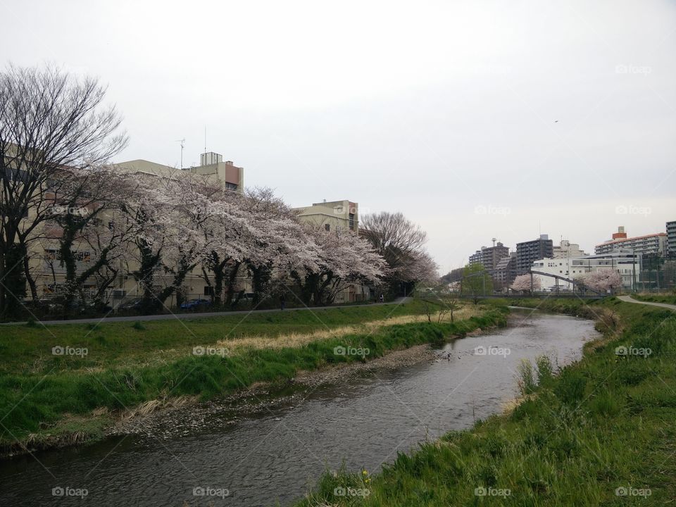 Sakura by a River in Japan