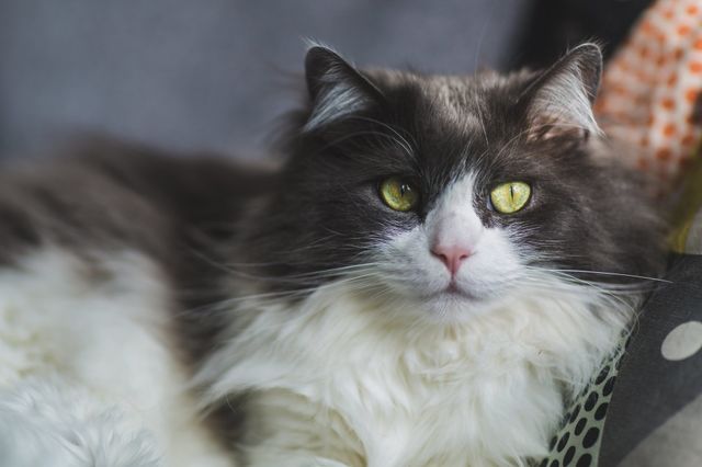 cat those eyes