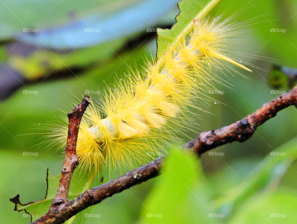 caterpillar