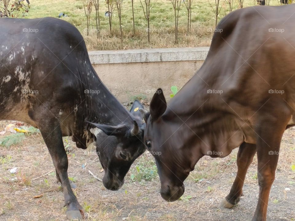 Cow Fight, Amazing Cow