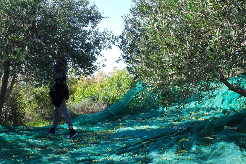 November olive harvest in the Mediterranean