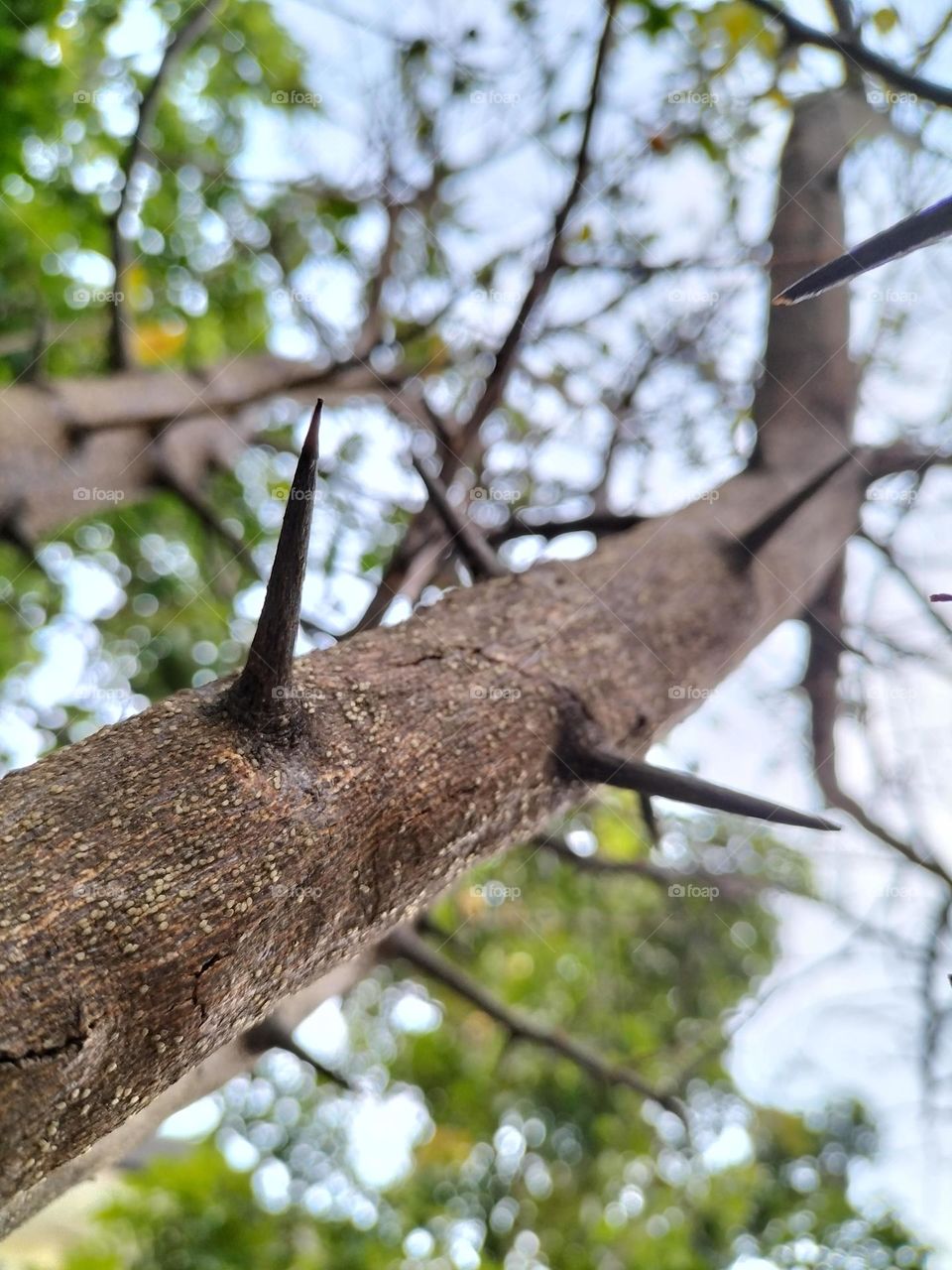 thorns from a lime tree as a form of self-defense