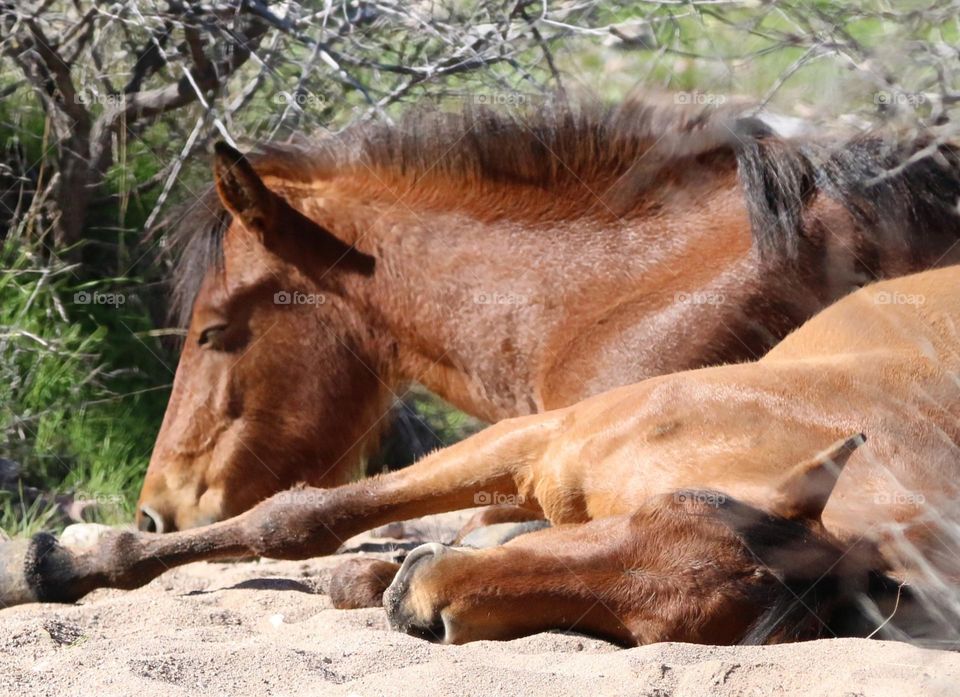 Wild Horses Sleeping in Sandy Wash