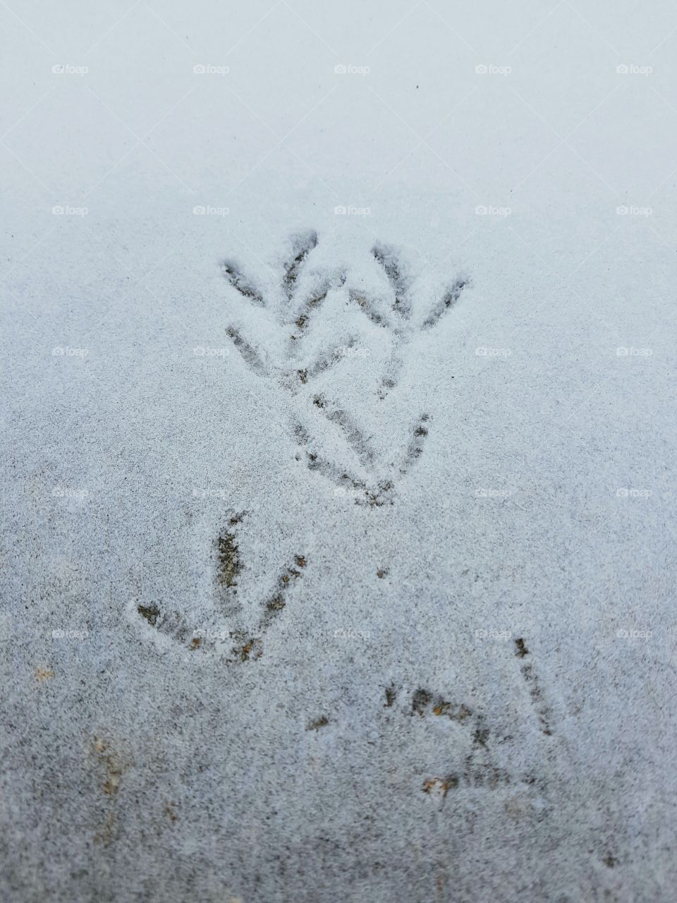Bird footprints in the snow