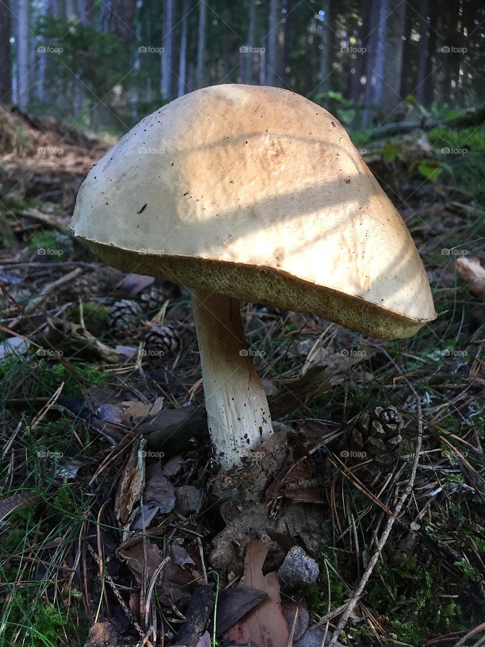 Sunny Mushroom 