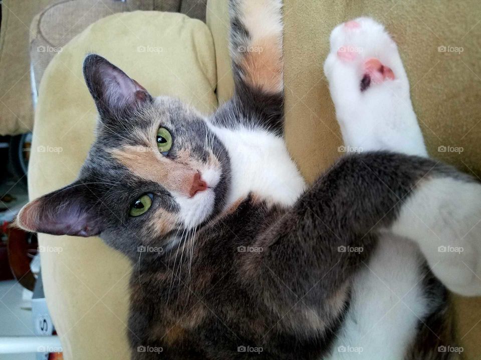 Fluffy, Green-eyed Kitty